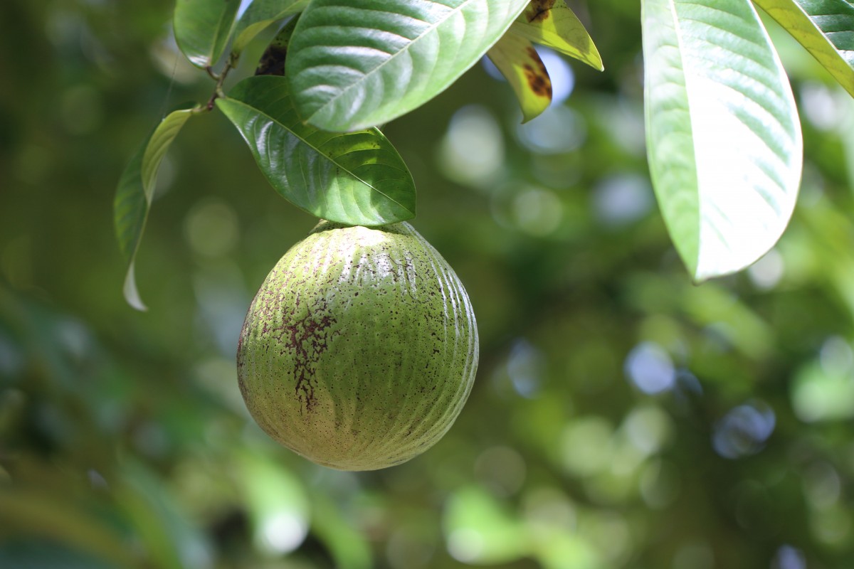 Monodora myristica (Gaertn.) Dunal